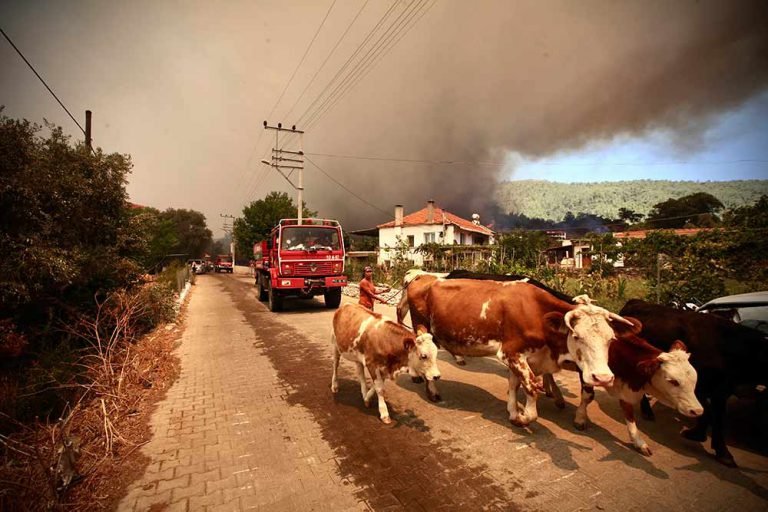 तुर्की तटीय रिसॉर्ट्स में भयंकर जंगल की आग से जूझ रहा