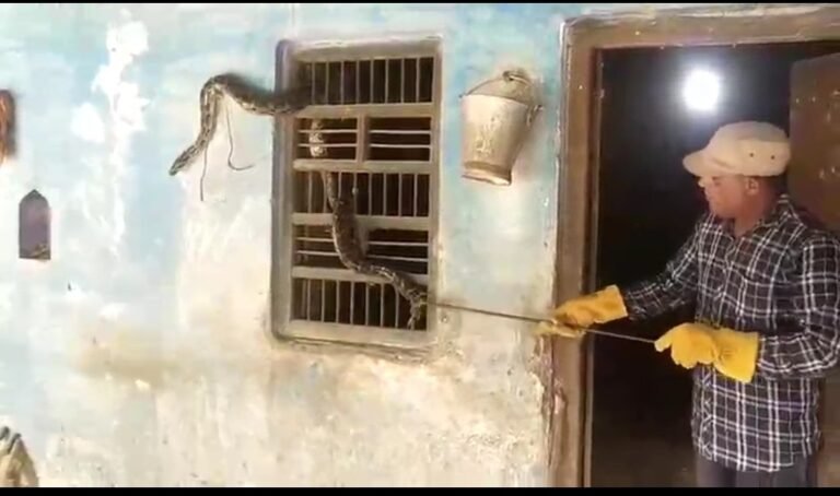 बनखंडा में निकाल 18 फुट का आजगर