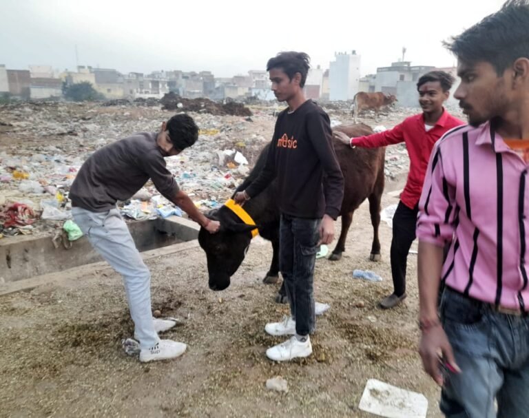 बजरंग दल की टीम ने गौवंश रक्षा अभियान चला कर गौवंशो को रेडियम बेल्ट पहनाई