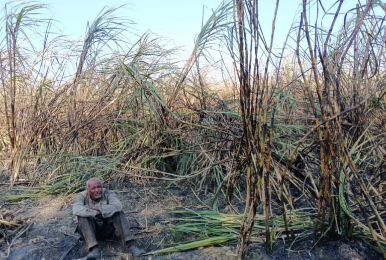 अज्ञात कारणों से गन्ने की फसल में लगी आग पांच बीघा गन्ने की फसल जलकर स्वाहा