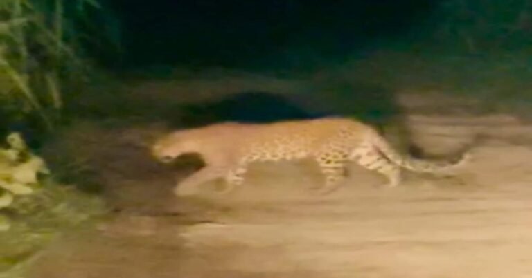 बीबीनगर क्षेत्र के गांव चित्सौना अल्लीपुर से केशोपुर सठला मार्ग पर देखा गया तेंदुआ