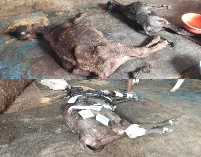 मेरठ के सूरजकुंड गौशाला में दोहराया गया कान्हा उपवन गौशाला कांड
