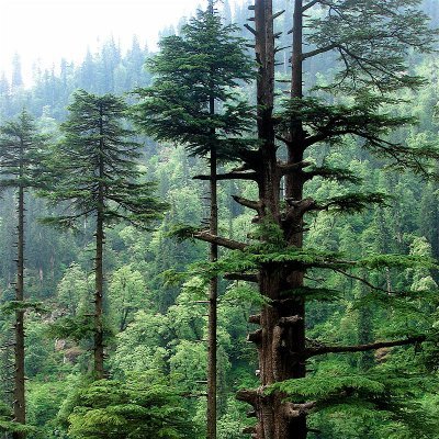 14 साल बाद भी वन विभाग को नहीं मिला अपना भवन, DFO ने मांगी 5 हेक्टेयर जमीन; सरकारी खजाने पर बढ़ रहा अतिरिक्त बोझ