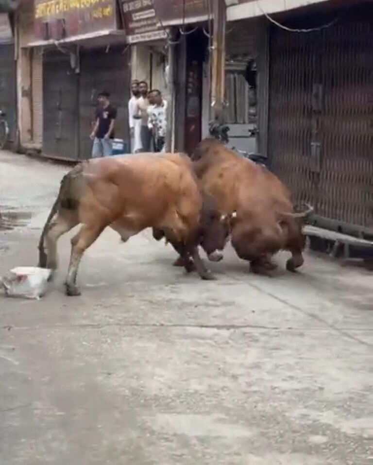 पिलखुवा के मुख्य बाजार में दो सांडों का तांडव, भगदड़ जैसी स्थिति से मचा हड़कंप; VIDEO वायरल